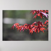 Ahornbaum, Poster (Vorne)