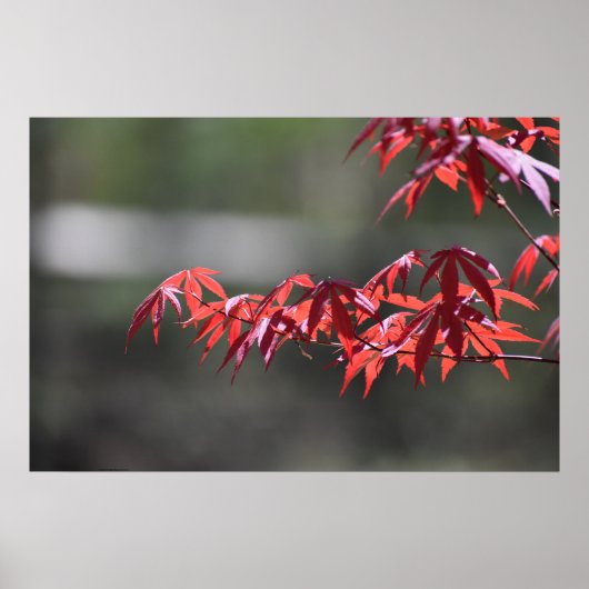 Ahornbaum, Poster (Vorne)