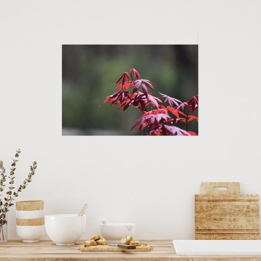 Ahornbaum, Poster (Küche)