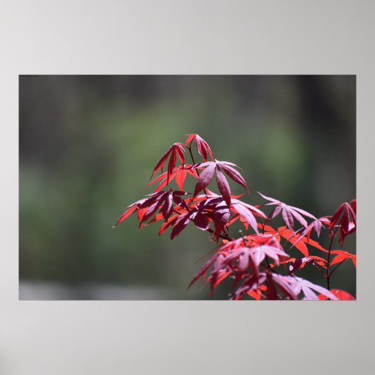 Ahornbaum, Poster (Vorne)