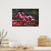 Ahornbaum, Poster (Küche)