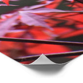 Ahornbaum, Poster (Ecke)