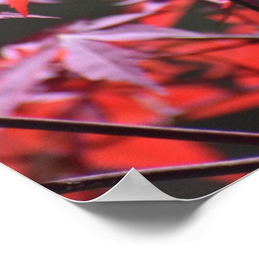 Ahornbaum, Poster (Ecke)