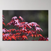 Ahornbaum, Poster (Vorne)