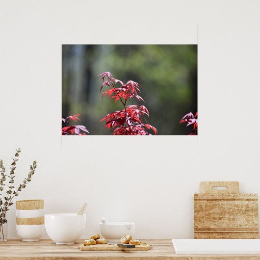 Ahornbaum, Poster (Küche)