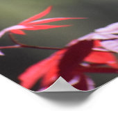 Ahornbaum, Poster (Ecke)