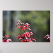 Ahornbaum, Poster (Vorne)