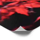 Ahornbaum, Poster (Ecke)