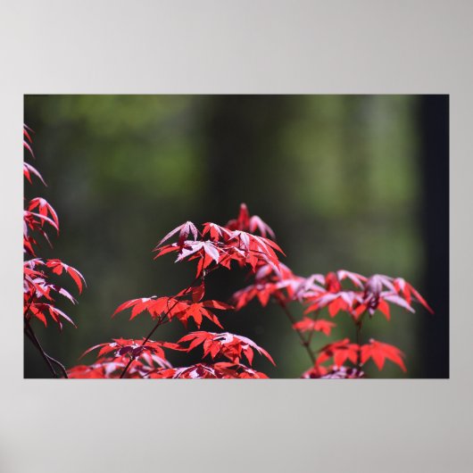 Ahornbaum, Poster (Vorne)