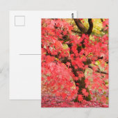 Ahornbaum-Postkarte Postkarte (Vorne/Hinten)