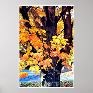 Ahornbaume Herbstlaube Fotografie Poster