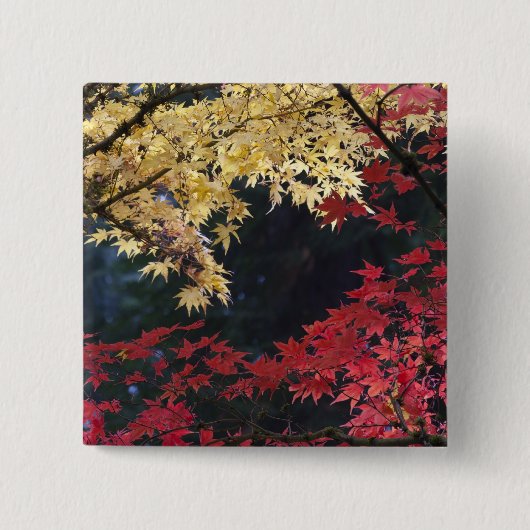 Ahornbäume im Herbst Button (Vorderseite)