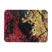 Ahornbäume im Herbst Magnet (Horizontal)