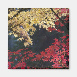 Ahornbäume im Herbst Magnet