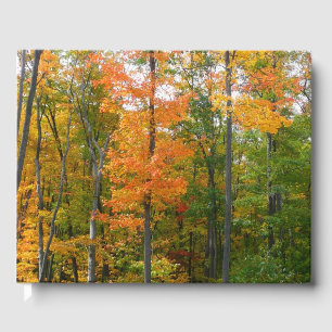 Ahornbäume im Herbst Naturfotografie Gästebuch
