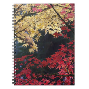 Ahornbäume im Herbst Notizblock