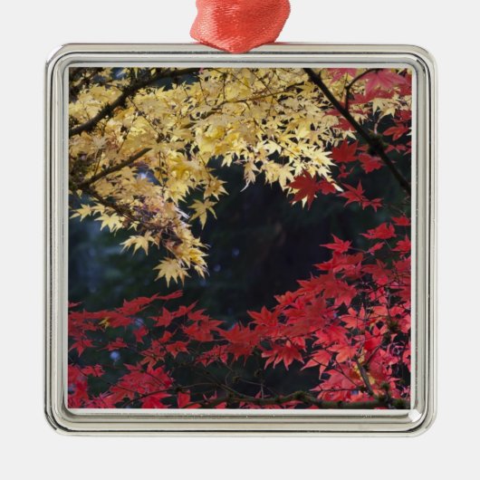 Ahornbäume im Herbst Ornament Aus Metall (Vorne)