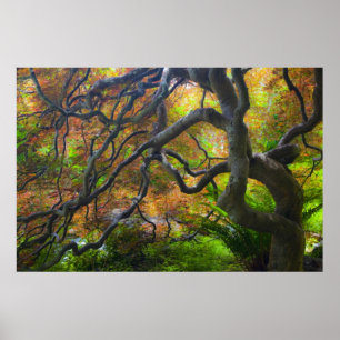 Ahornbäume im Herbst, Victoria, British 3 Poster