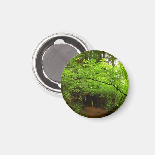 Ahornbäume im Redwood-Wald Magnet (Vorderseite/Rückseite)