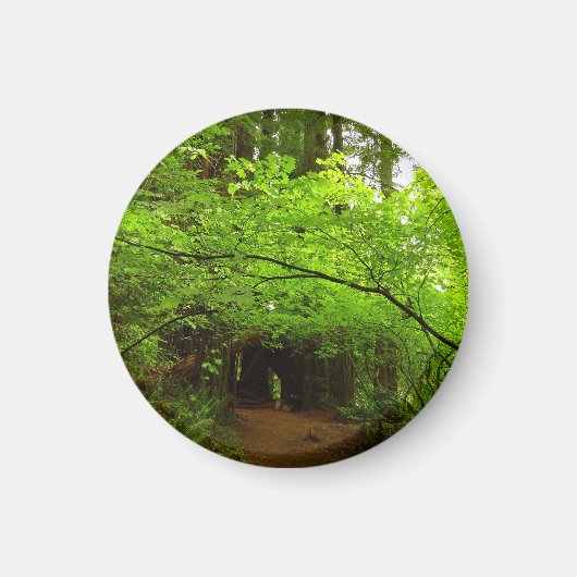 Ahornbäume im Redwood-Wald Magnet (Vorne)