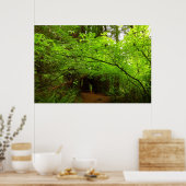 Ahornbäume im Redwood-Wald Poster (Küche)