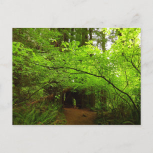 Ahornbäume im Redwood-Wald Postkarte