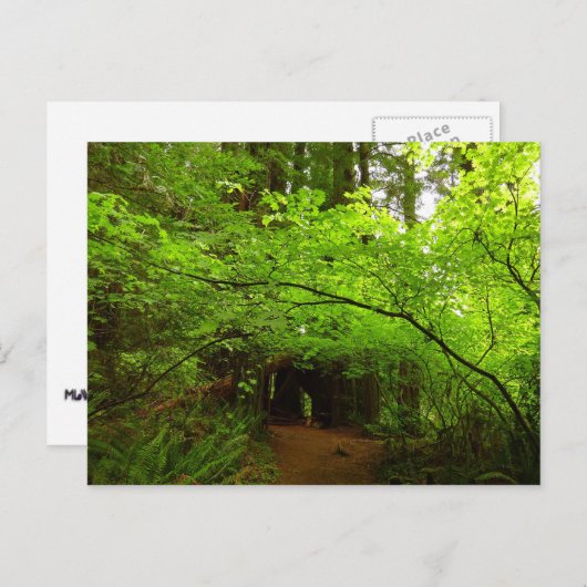Ahornbäume im Redwood-Wald Postkarte (Vorne/Hinten)