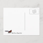 Ahornbäume im Redwood-Wald Postkarte (Rückseite)