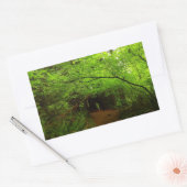 Ahornbäume im Redwood-Wald Rechteckiger Aufkleber (Umschlag)