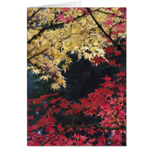 Ahornbäume in Herbstfarbe