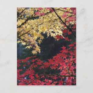 Ahornbäume in Herbstfarben Postkarte