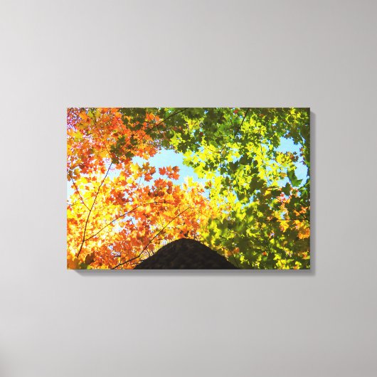 Ahornbäume Leinwanddruck (Vorderseite)