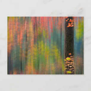 Ahornbäume   Silver Falls Staat Park Postkarte