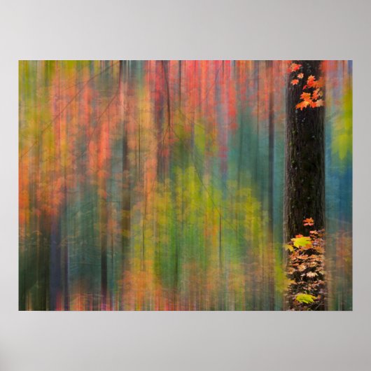 Ahornbäume | Silver Falls State Park Poster (Vorne)