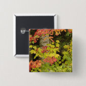 Ahornbäume und Birke im Herbst, weiß Button (Vorne & Hinten)