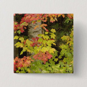 Ahornbäume und Birke im Herbst, weiß Button