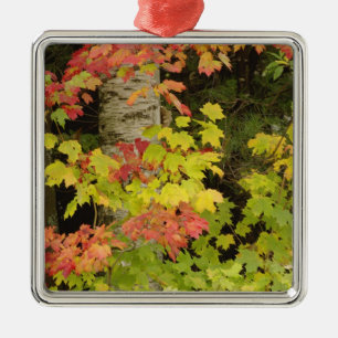Ahornbäume und Birke im Herbst, weiß Silbernes Ornament