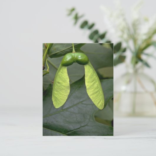 Ahornbaumfrüchte (acer saccharum) postkarte (Stehend Vorderseite)