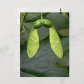 Ahornbaumfrüchte (acer saccharum) postkarte (Vorne/Hinten)