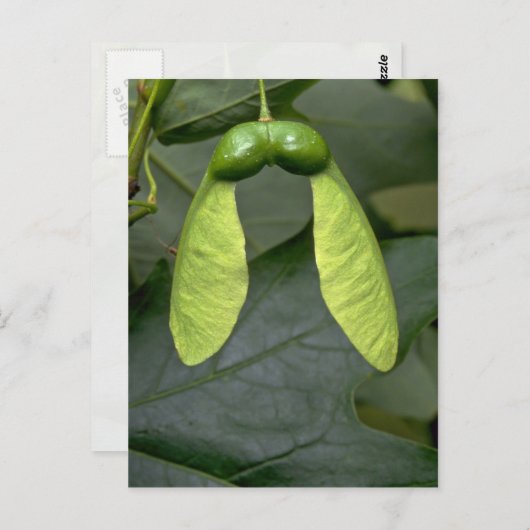 Ahornbaumfrüchte (acer saccharum) postkarte (Vorne/Hinten)