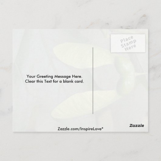 Ahornbaumfrüchte (acer saccharum) postkarte (Rückseite)