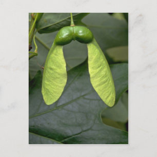 Ahornbaumfrüchte (acer saccharum) postkarte