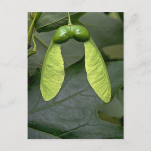 Ahornbaumfrüchte (acer saccharum) postkarte (Vorderseite)