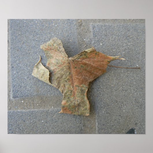Ahornblatt auf Pflasterplakat Poster (Vorne)