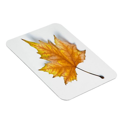 Ahornblatt im Herbst Magnet (Rechte Seite)