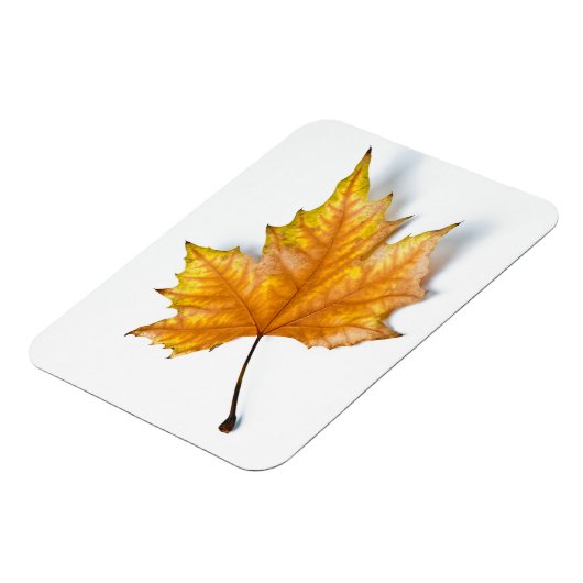 Ahornblatt im Herbst Magnet (Linke Seite)
