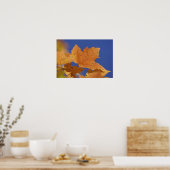 Ahornblatt im Herbst und blauer Himmel, weiß Poster (Küche)
