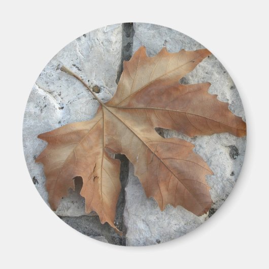 Ahornblatt Magnet (Vorne)