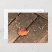 Ahornblatt minimalistisches Fallfoto Postkarte (Vorne/Hinten)