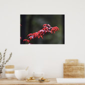 Ahornblatt, Poster (Küche)